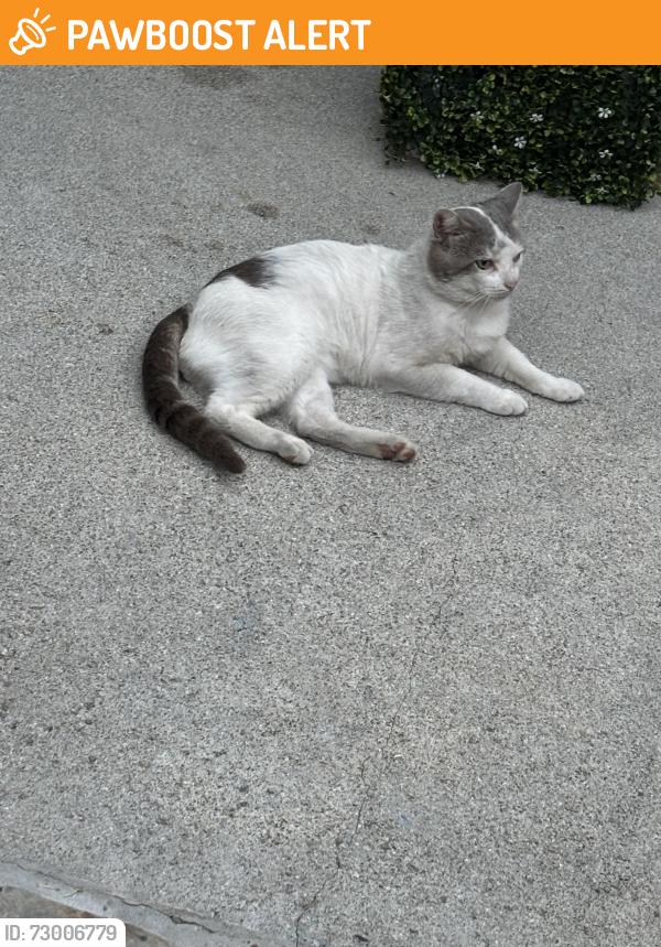Found/Stray Male Cat last seen goldenwest & Edinget, Huntington Beach, CA 92647