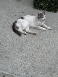 Found/Stray Male Cat last seen goldenwest & Edinget, Huntington Beach, CA 92647