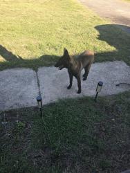 Reunited Male Dog last seen Stokesdale elementary school , Stokesdale, NC 27357