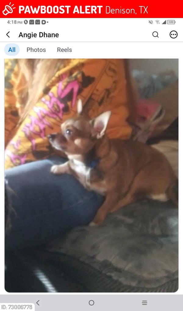 Lost Male Dog last seen South Chandler &. Bullock near Champion Coolers, Denison, TX 75020