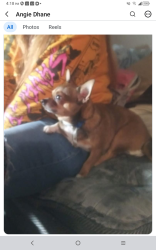 Lost Male Dog last seen South Chandler &. Bullock near Champion Coolers, Denison, TX 75020