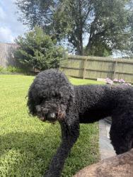 Found/Stray Female Dog last seen Dominico, League City, TX 77573