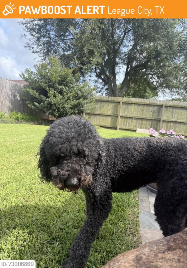 Found/Stray Female Dog last seen Dominico, League City, TX 77573