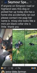 Lost Female Dog last seen Simpson Rd, Knoxville, TN 37920