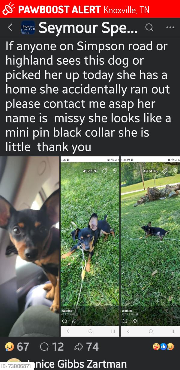 Lost Female Dog last seen Simpson Rd, Knoxville, TN 37920