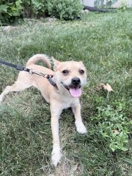 Found/Stray Male Other last seen Near my home , now inside my home, Greensboro, NC 27409