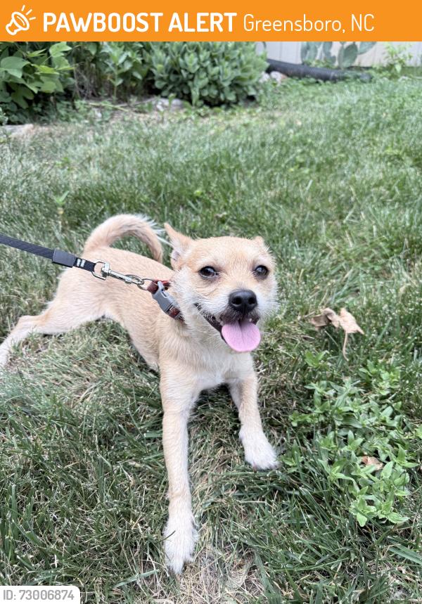 Found/Stray Male Other last seen Near my home , now inside my home, Greensboro, NC 27409