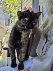 Found/Stray Unknown Cat last seen Portsmouth Dr NW, Rochester, MN 55901