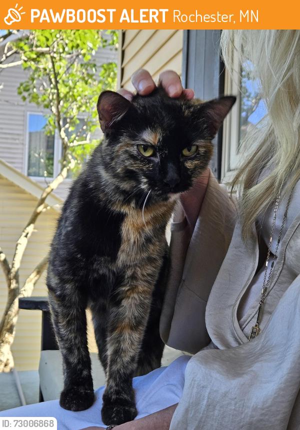Found/Stray Unknown Cat last seen Portsmouth Dr NW, Rochester, MN 55901