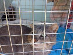Found/Stray Unknown Cat last seen Willow Lake Rd N @ Autumn Leaf ct Keizer Oregon, Keizer, OR 97303
