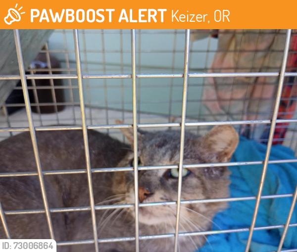 Found/Stray Unknown Cat last seen Willow Lake Rd N @ Autumn Leaf ct Keizer Oregon, Keizer, OR 97303