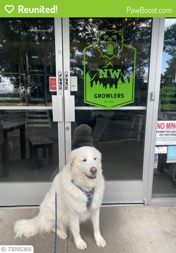 Reunited Female Dog last seen Virginia and Miles (John’s Landing), Portland, OR 97239
