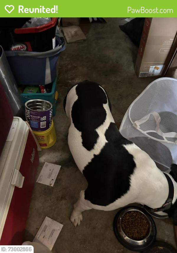 Reunited Unknown Dog last seen Shoreham & Avon, Florissant, MO 63033