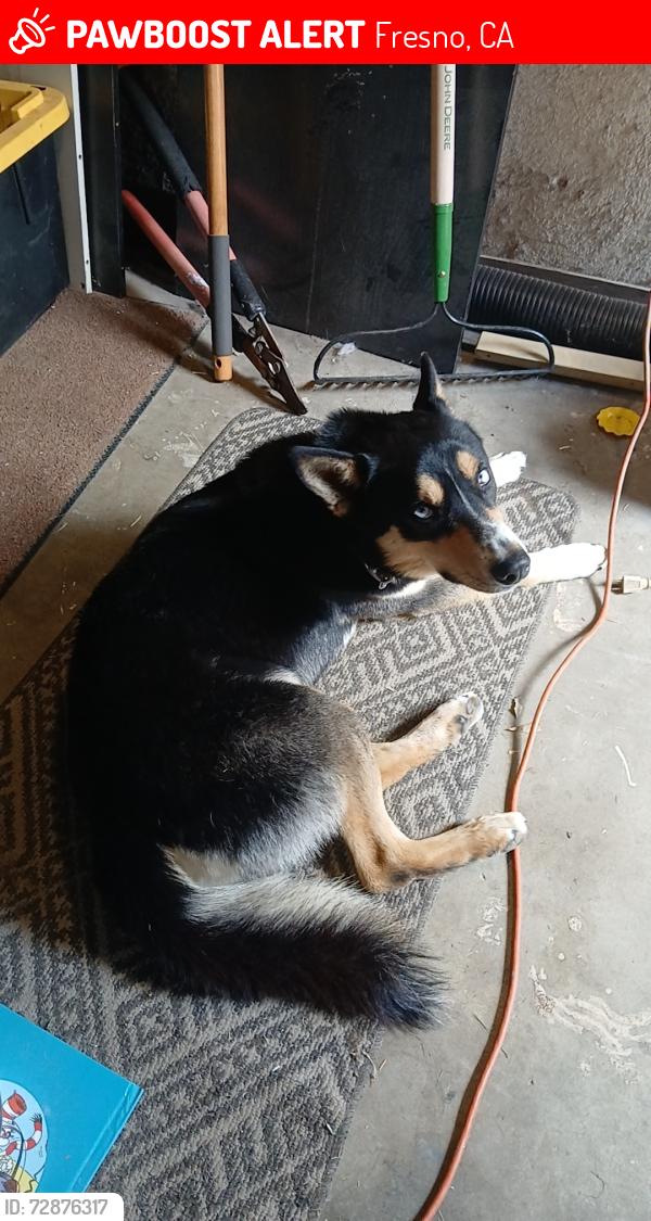 Lost Male Dog last seen Cedar and Gettysburg, Fresno, CA 93726