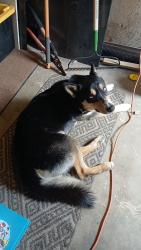 Lost Male Dog last seen Cedar and Gettysburg, Fresno, CA 93726
