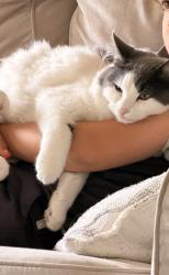 Reunited Female Cat last seen Armistead Circle , Monroe, GA 30655