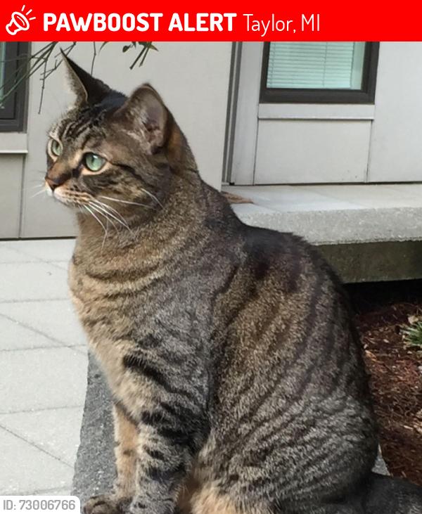 Lost Female Cat last seen Near mortenview , Taylor, MI 48180