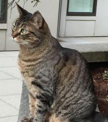 Lost Female Cat last seen Near mortenview , Taylor, MI 48180