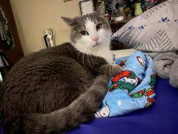 Lost Male Cat last seen Brookhaven edition , Norman, OK 73072