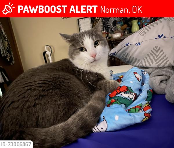 Lost Male Cat last seen Brookhaven edition , Norman, OK 73072