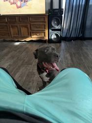 Reunited Female Dog last seen 22nd ave and Michigan , Phoenix, AZ 85023