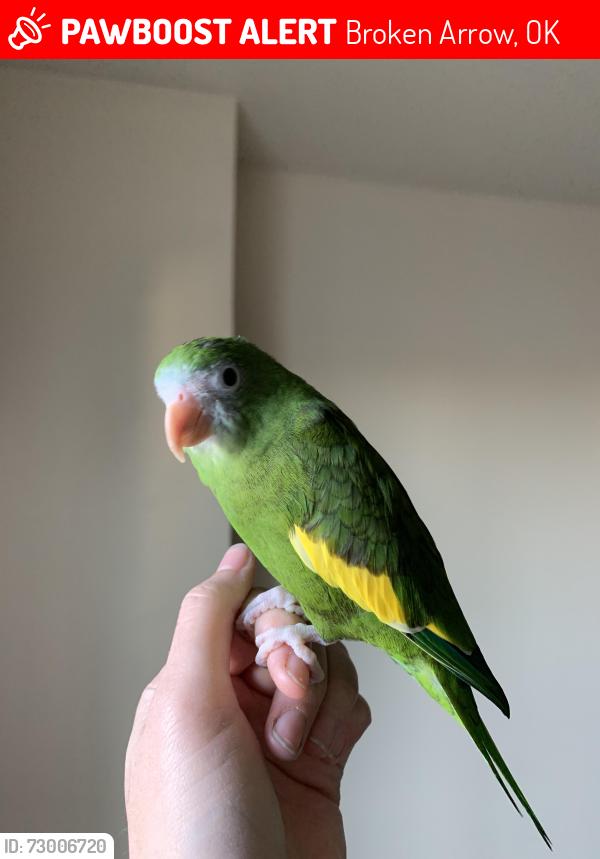 Lost Male Bird last seen E 96th St S and Rosewood Dr, Broken Arrow, Broken Arrow, OK 74014
