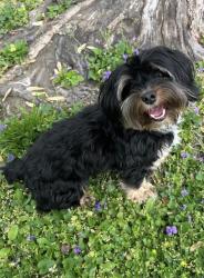 Reunited Male Dog last seen Overland, MO, USA, Overland, MO 63114