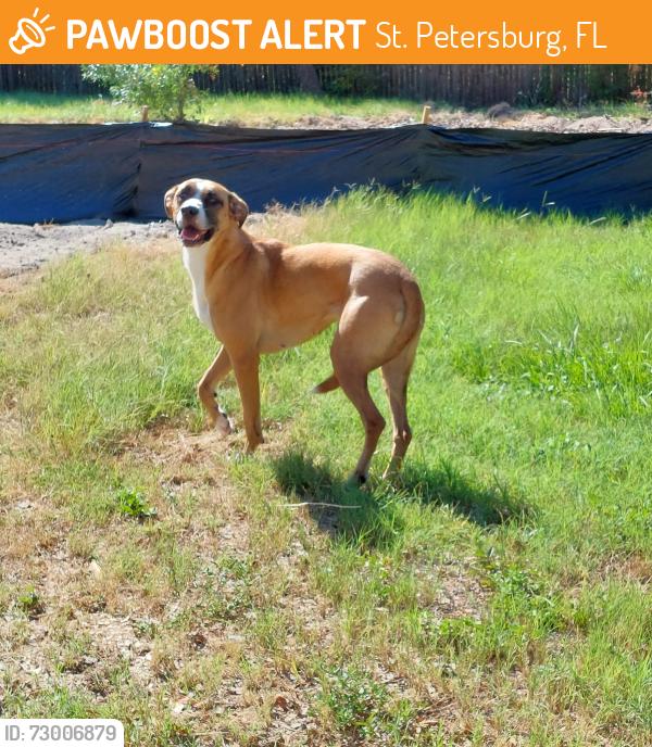 Found/Stray Unknown Dog last seen Elkhart and Neptune, St. Petersburg, FL 33705