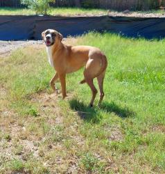 Found/Stray Unknown Dog last seen Elkhart and Neptune, St. Petersburg, FL 33705