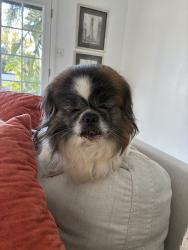 Reunited Male Dog last seen Near Beverly Blvd, Whittier, CA 90601, USA, Whittier, CA 90601