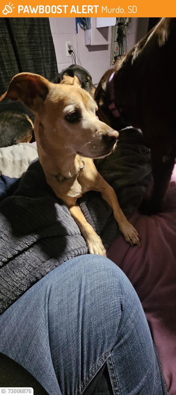 Rehomed Male Dog last seen Pilot Travel Center, Murdo, SD 57559