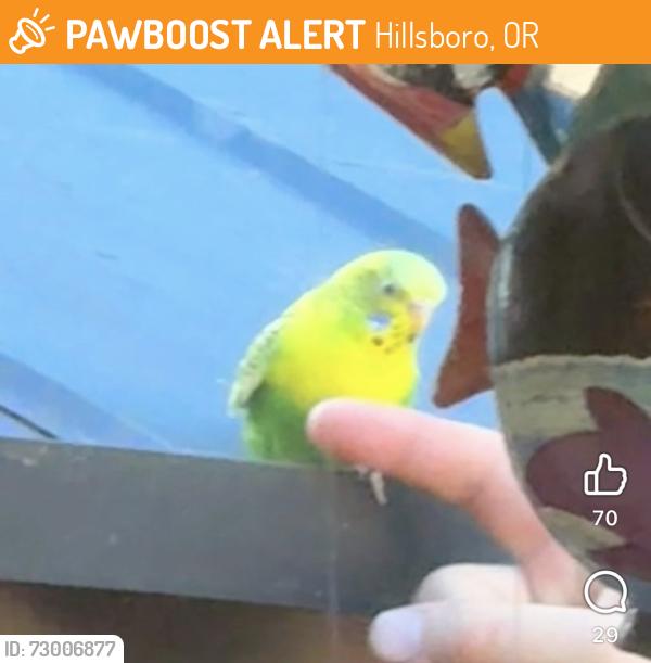 Found/Stray Unknown Bird last seen Grant and Cornell, Hillsboro, OR 97124
