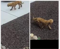 Found/Stray Unknown Dog last seen Bertrand, Niles, MI 49120