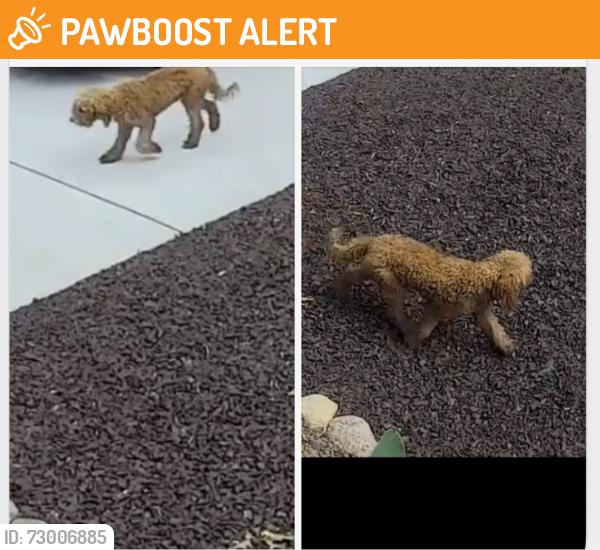 Found/Stray Unknown Dog last seen Bertrand, Niles, MI 49120
