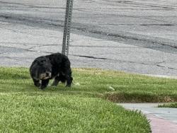 Found/Stray Unknown Dog last seen West 34th St and North Arrowhead Ave, San Bernardino, CA 92405