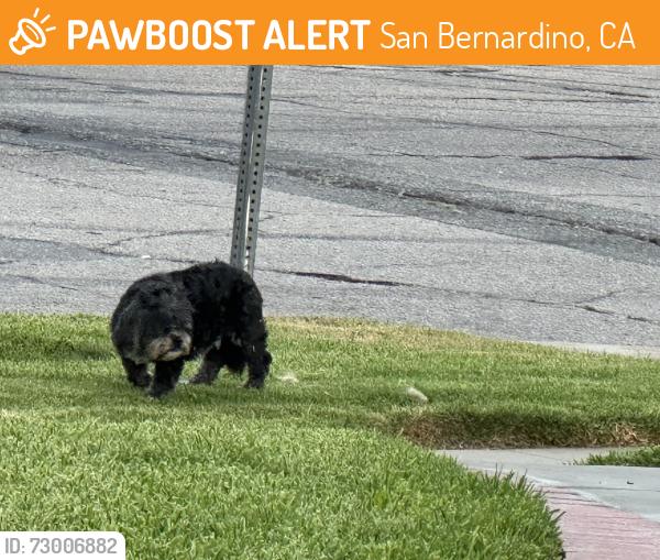 Found/Stray Unknown Dog last seen West 34th St and North Arrowhead Ave, San Bernardino, CA 92405