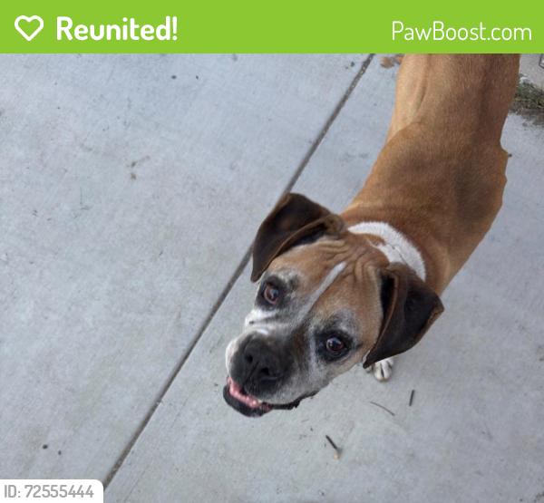 Reunited Male Dog last seen Obama and Gramercy, Los Angeles, CA 90018