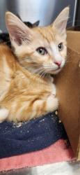 Shelter Stray Male Cat last seen Blue Bonnet Court, Roseville City, CA, 200 Tahoe Ave, Roseville, CA 95678, USA