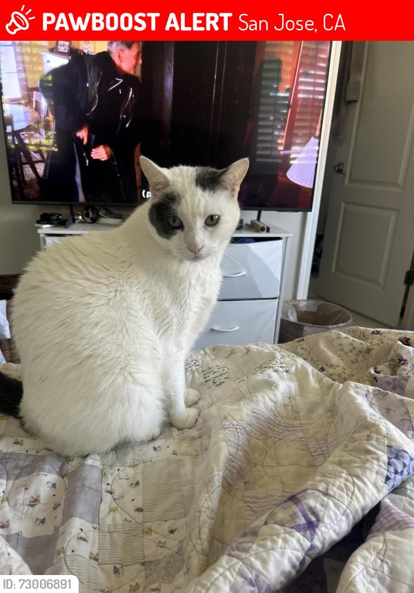 Lost Male Cat last seen Monroe terrace and South monroe street near santana row, San Jose, CA 95128