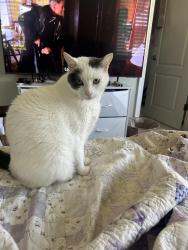 Lost Male Cat last seen Monroe terrace and South monroe street near santana row, San Jose, CA 95128
