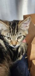 Shelter Stray Male Cat last seen Blue Bonnet Court, Roseville City, CA, 200 Tahoe Ave, Roseville, CA 95678, USA