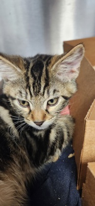 Shelter Stray Male Cat last seen Blue Bonnet Court, Roseville City, CA, 200 Tahoe Ave, Roseville, CA 95678, USA