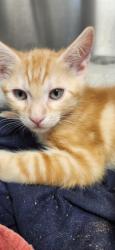 Shelter Stray Female Cat last seen Blue Bonnet Court, Roseville City, CA, 200 Tahoe Ave, Roseville, CA 95678, USA