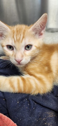 Shelter Stray Female Cat last seen Blue Bonnet Court, Roseville City, CA, 200 Tahoe Ave, Roseville, CA 95678, USA