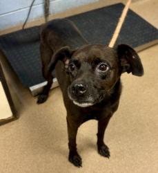 Shelter Stray Male Dog last seen unk, 30032, GA, 3280 Chamblee Dunwoody Rd, Chamblee, GA 30341, USA