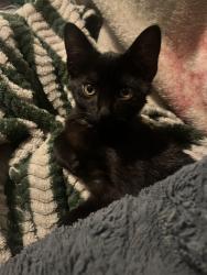 Lost Female Cat last seen 7th & gavitoa or 8th & walnut , Long Beach, CA 90813
