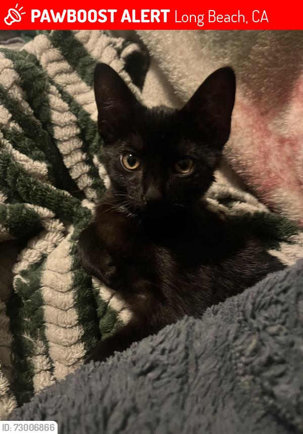 Lost Female Cat last seen 7th & gavitoa or 8th & walnut , Long Beach, CA 90813