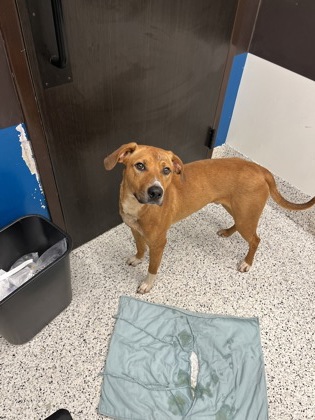 Shelter Stray Male Dog last seen Near peachtree way, Atlanta, GA, 1251 Fulton Industrial Blvd NW, Atlanta, GA 30336, USA