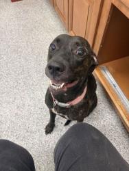 Shelter Stray Female Dog last seen off Broadway in Fairmont area, City of Knoxville GP, TN, 3201 Division St, Knoxville, TN 37919, USA