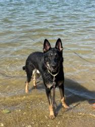 Shelter Stray Male Dog last seen Near Coiles Rd, 21225, MD, 301 Stockholm St, Baltimore, MD 21230, USA